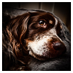  10020 - In Memory of Lola - - 