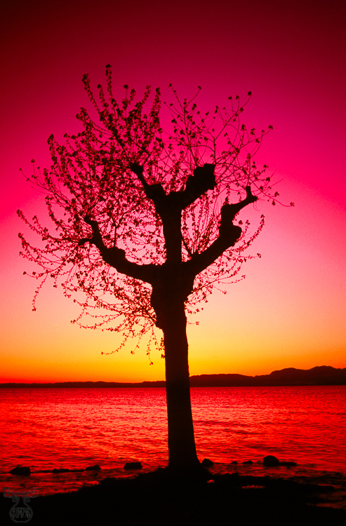 117 - Tree skeleton - Baumskelett