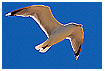  1248 - Freedom - Freiraum 
