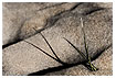  1332 - Beachgrass Shadow - Strandhafer Schattenwurf 