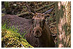  1388 - Perspective glance - - 