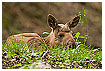  1601 - Grass hide - - 