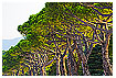  1873 - Cedar promenade - - 