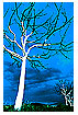  195 - White Trees - Weiße Bäume 