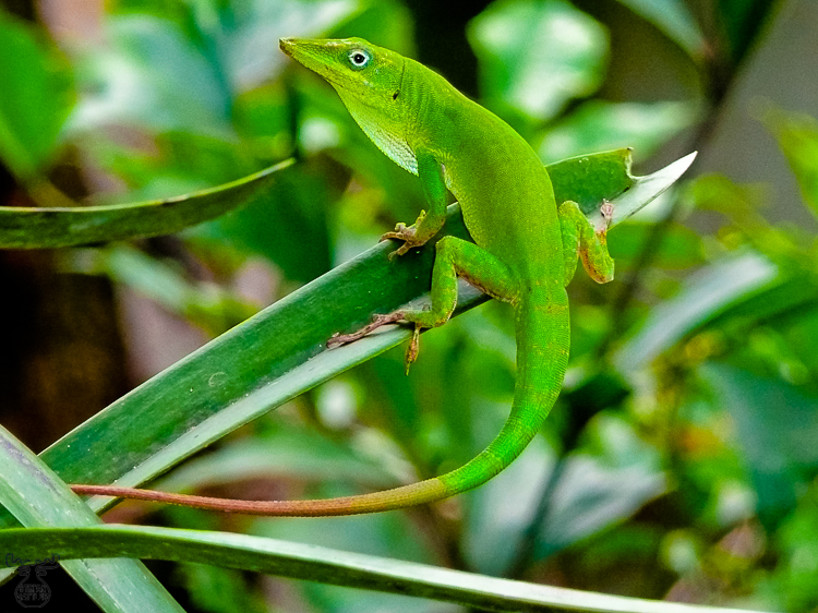 2056 - Hispaniolan green anole - -