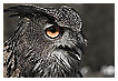  2122 - Eye Catcher - - 
