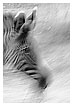  2181 - Motion Lines - Bewegung 