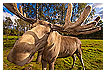  2230 - Nosy Moose - - 
