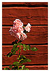  2262 - Roses - - 