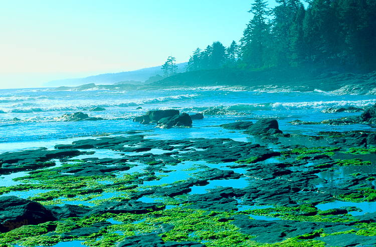 227 - Pacific Coast - -