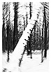  2581 - Round the tree - - 