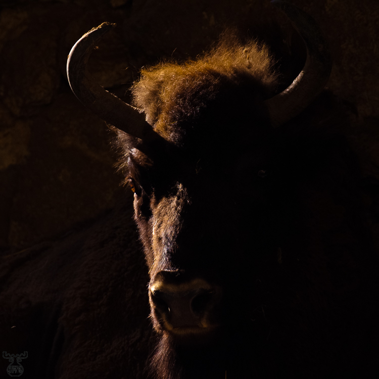 2609 - Dark Bison - -