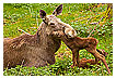  2626 - Cuddling Up - Kuscheln 