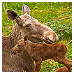  2632 - Caring - Fürsorglich 