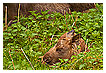  2637 - Newborn - Neugeboren 