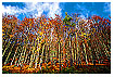  274 - Fall Forest - Herbstwald 