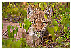  3109 - 20/20 vision - Durchblick 