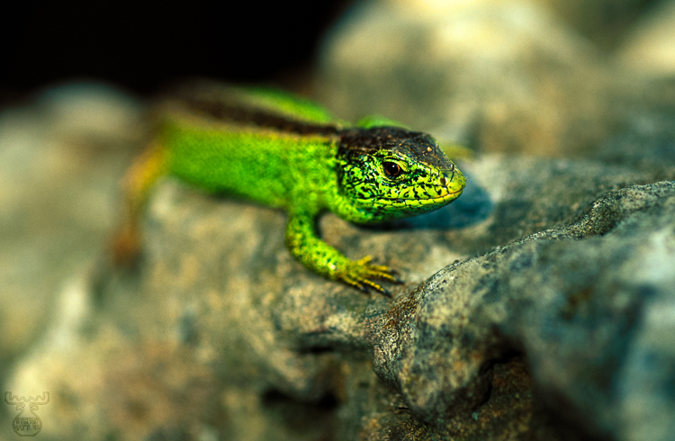 311 - Sand Lizard - -