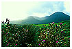  320 - Scottish Landscape with Thistles - Schottische Landschaft mit Disteln 