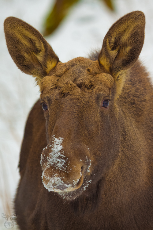 3237 - White Nose - Naseweis(s)