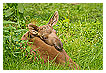  3262 - Survivor - - 