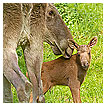  3266 - Dayling - Tägling 