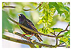  3273 - Comeback starling - - 