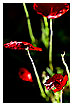  3293 - Unreal Poppy - - 
