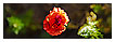  3294 - Cross Poppy - - 
