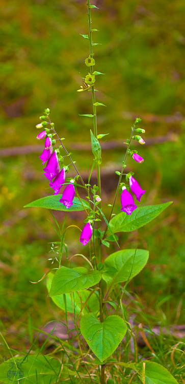 3698 - Foxglove - -