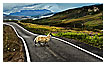  3732 - Single Track Sheep - - 
