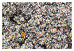  3751 - Bed of flowers - - 