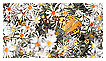  3752 - Painted Lady - - 