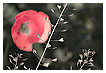  3755 - Red Heart - - 