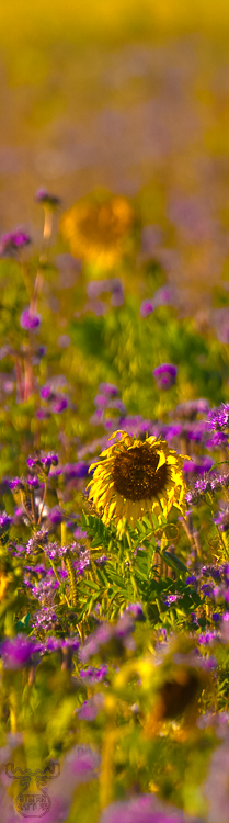 3758 - Sunflower upright - -