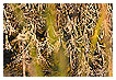  3764 - Forest of enigma - - 