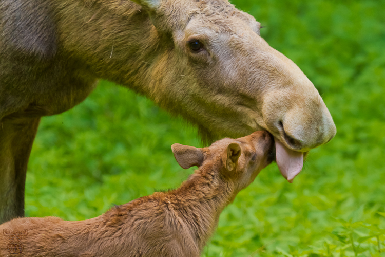 3806 - Mother's Day - Muttertag