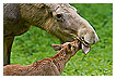  3806 - Mother's Day - Muttertag 