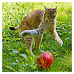  3815 - Kittenish - Spielerisch 