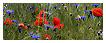  3837 - Red and Blue - - 