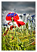  3842 - Red & Blue - - 