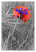  3845 - Embrace - Umarmung 