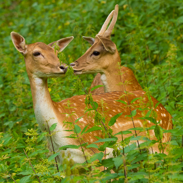 3858 - Deer Friend - -