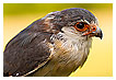  4096 - Pygmy Falcon - - 