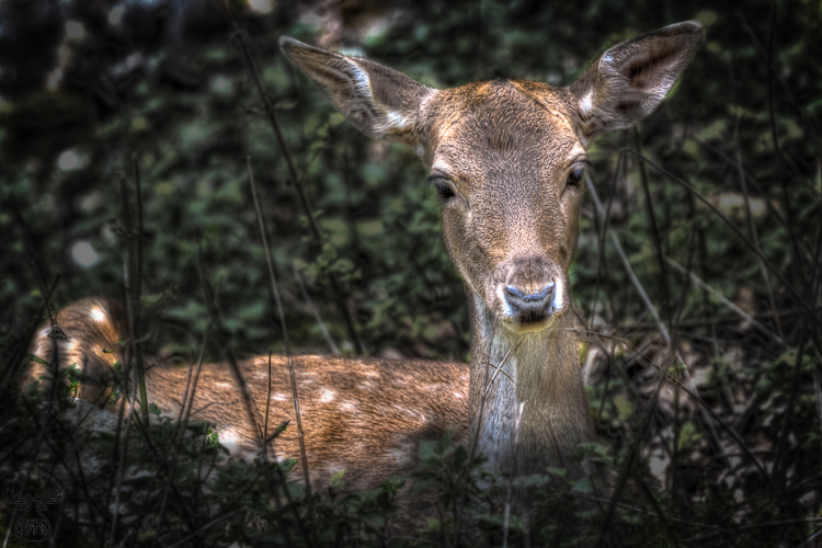 4098 - Fallow Deer Beast Art - -