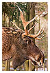  4112 - Christmas Moose Encounter - - 