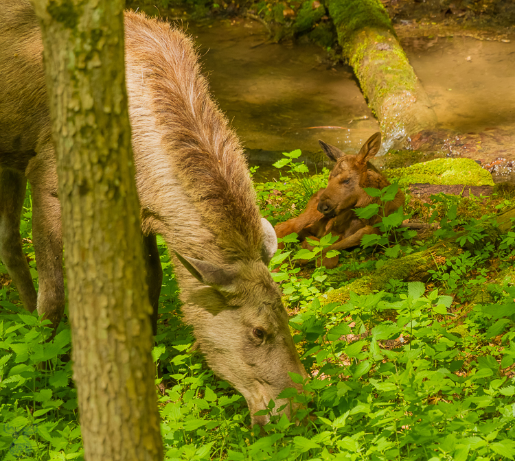4123 - Moose Child - -