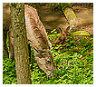  4123 - Moose Child - - 
