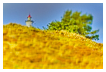  4793 - Beyong the dune - - 