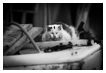  4854 - Harbor Sleep - - 